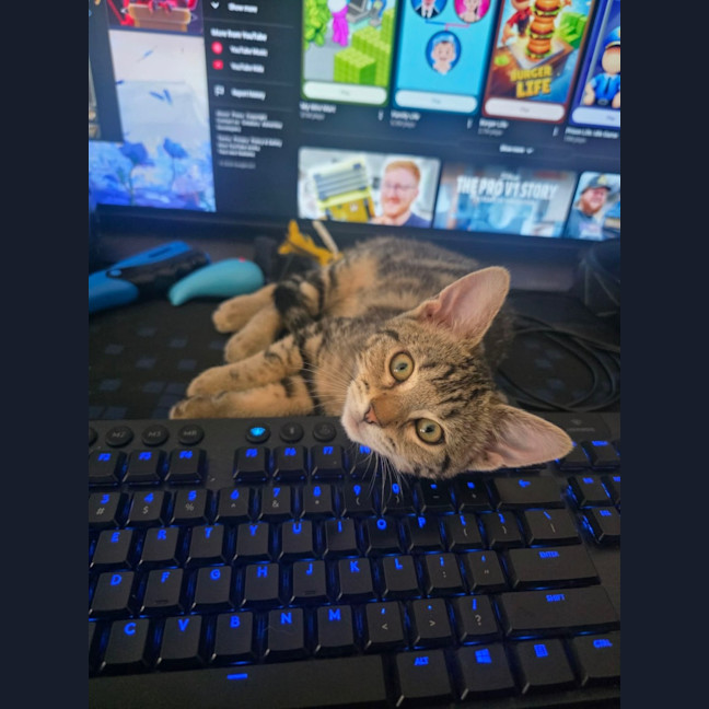 Photo of Munchkin **2nd Chance Cat Rescue**