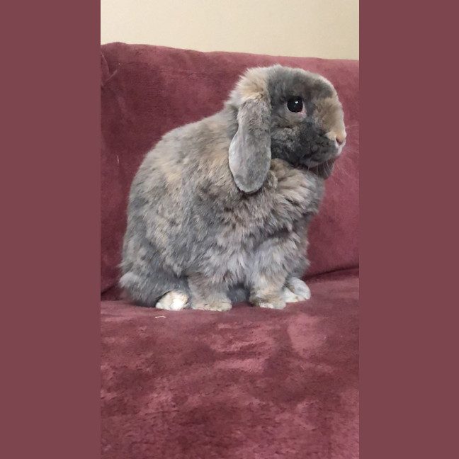 Photo of Sparkles Fonzie 