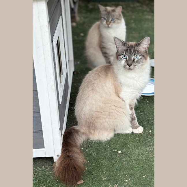 Photo of Shilo And Shabu