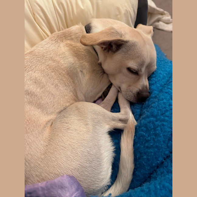 Photo of Taco