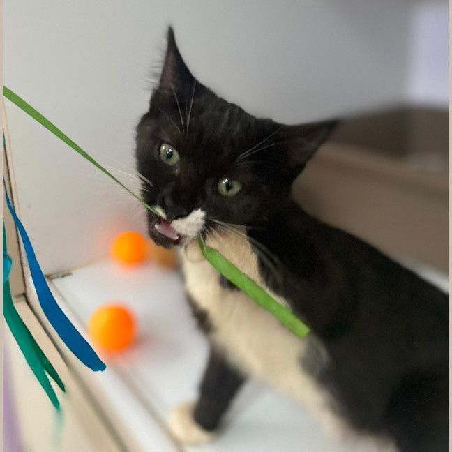 Photo of Shanti (9965)