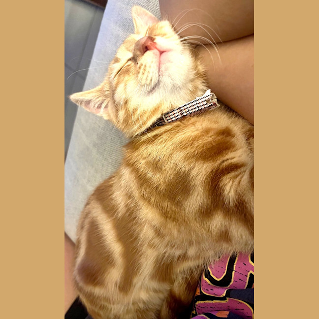 Photo of Mango Kitten