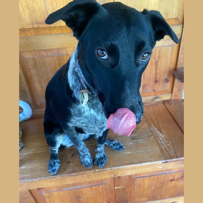Photo of Nova