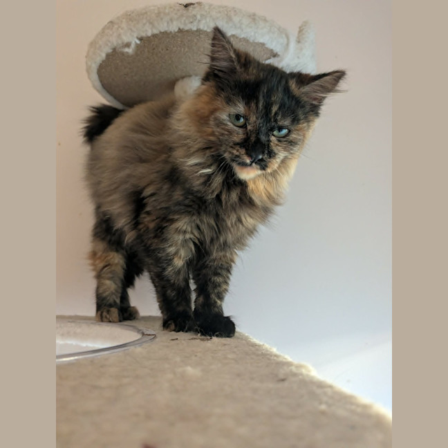 Photo of Bella