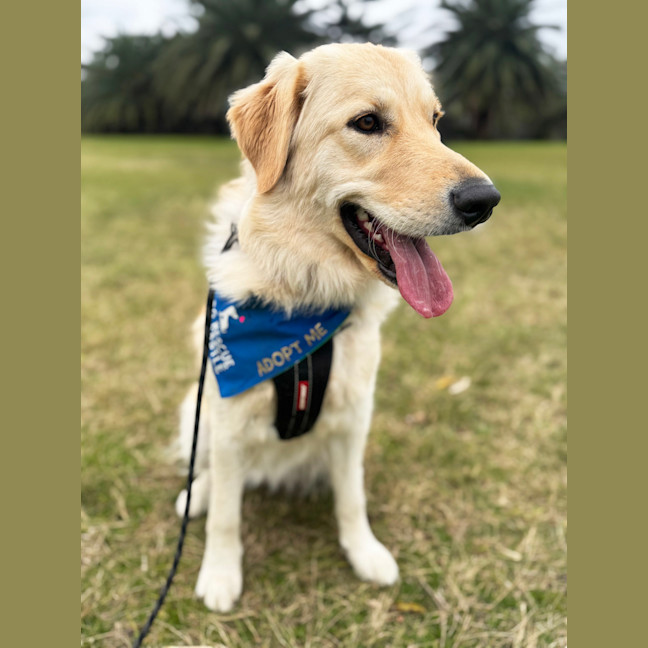 Photo of Indiana   15 Month Old Golden Retriever 