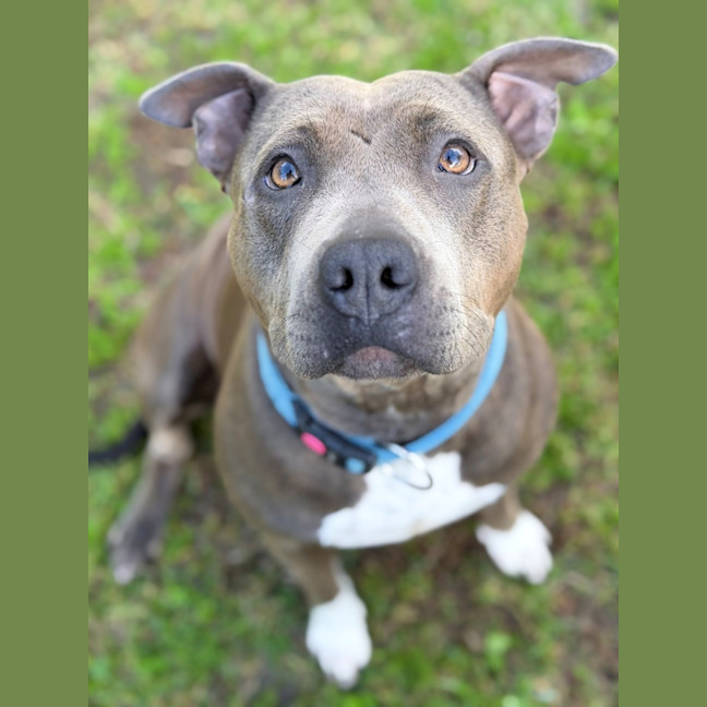 Photo of Brindi