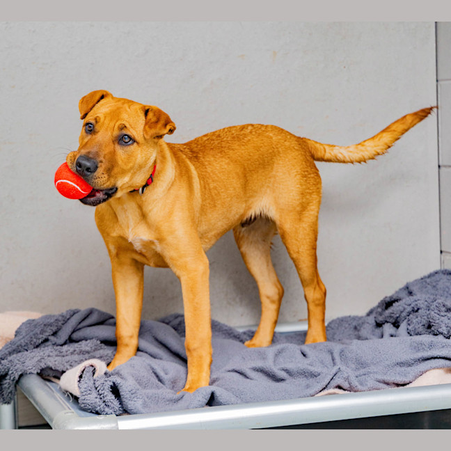 Photo of Cookie