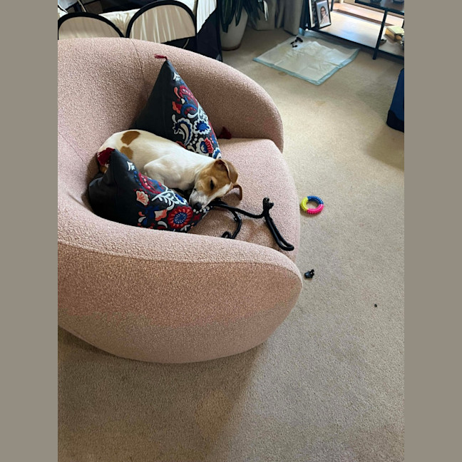 Photo of Tiny Teddy