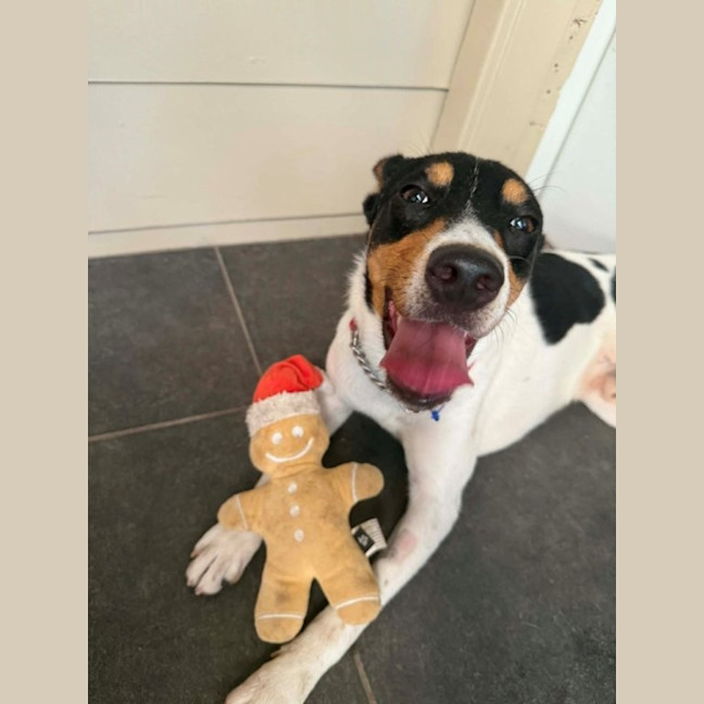 Photo of Sooky   1 Year Old Mini Foxie X