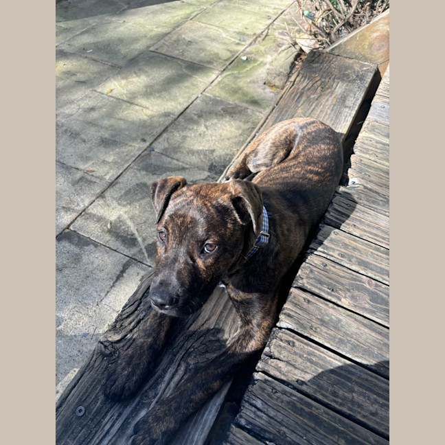 Photo of Alice   4 Month Old American Staffy X (Trial)