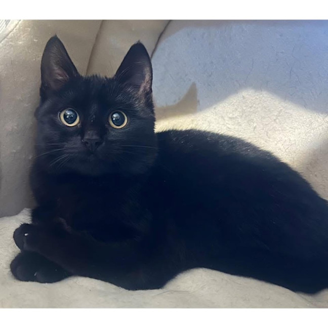 Photo of 12489   Mystic