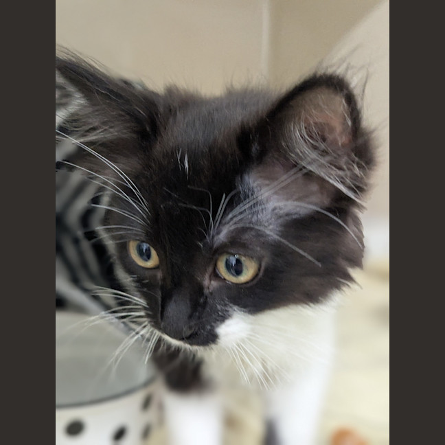 Photo of Madam Fluff