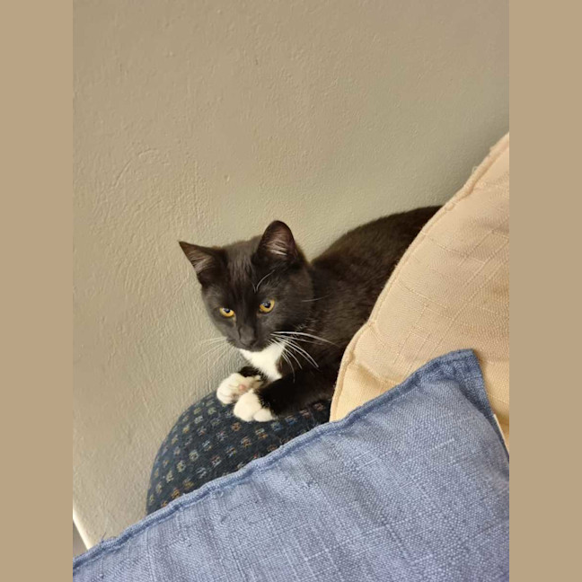 Photo of Pickles