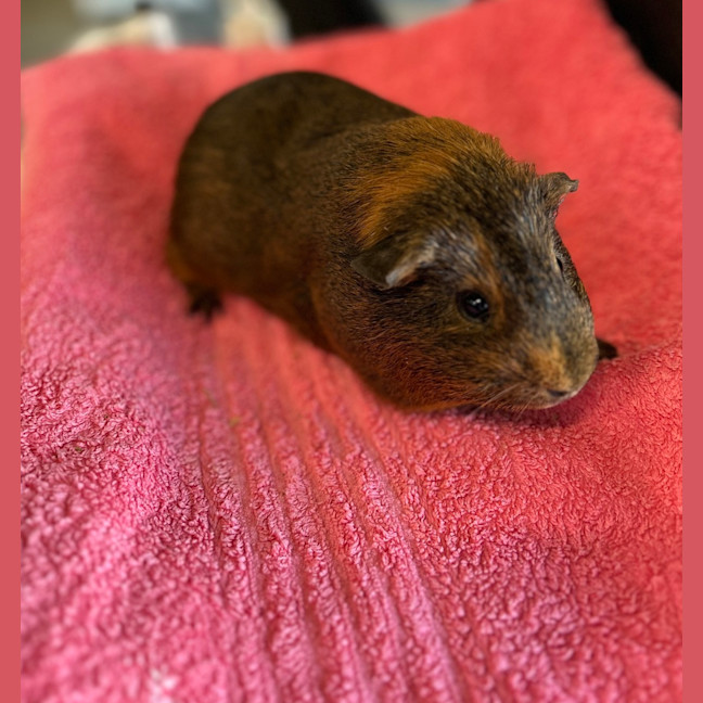 Photo of Popcorn