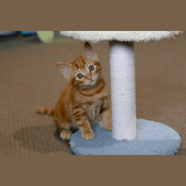 Photo of Nugget