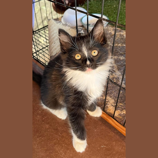 Photo of Charm