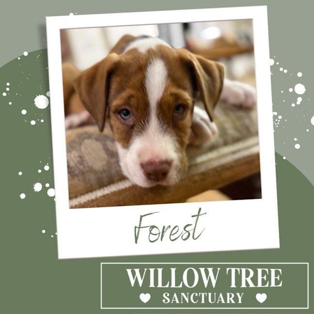 Photo of Forest