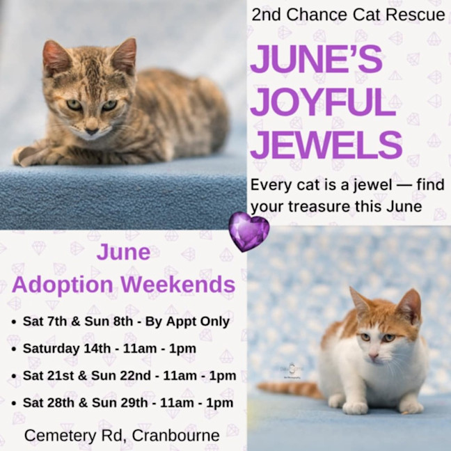 Photo of Ink **2nd Chance Cat Rescue**