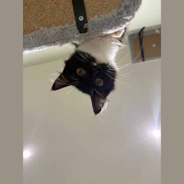 Photo of Lily