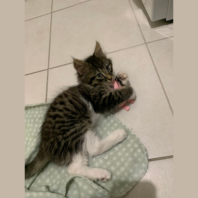 Photo of Gizmo (Was Pesto)