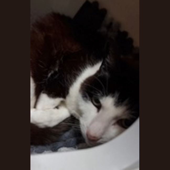 Photo of Tilly