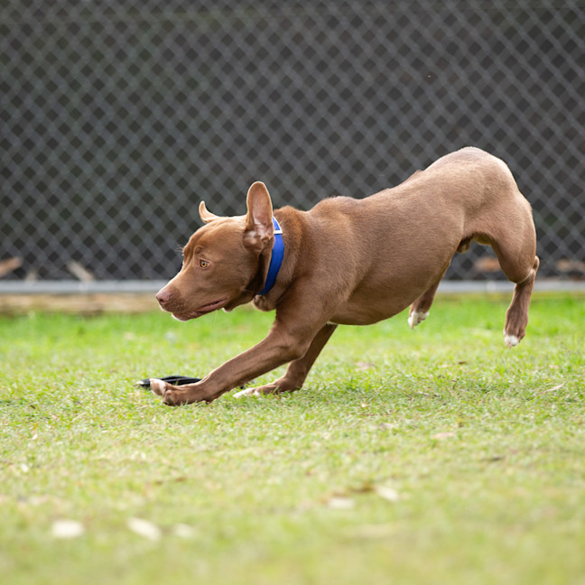 Photo of Romeo
