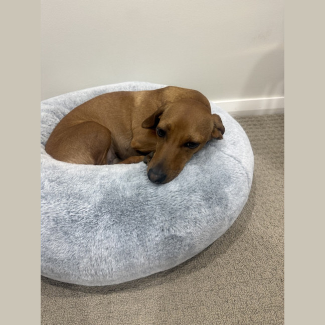 Photo of Daisy