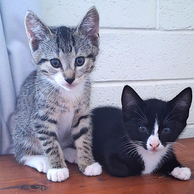 Photo of Pancake