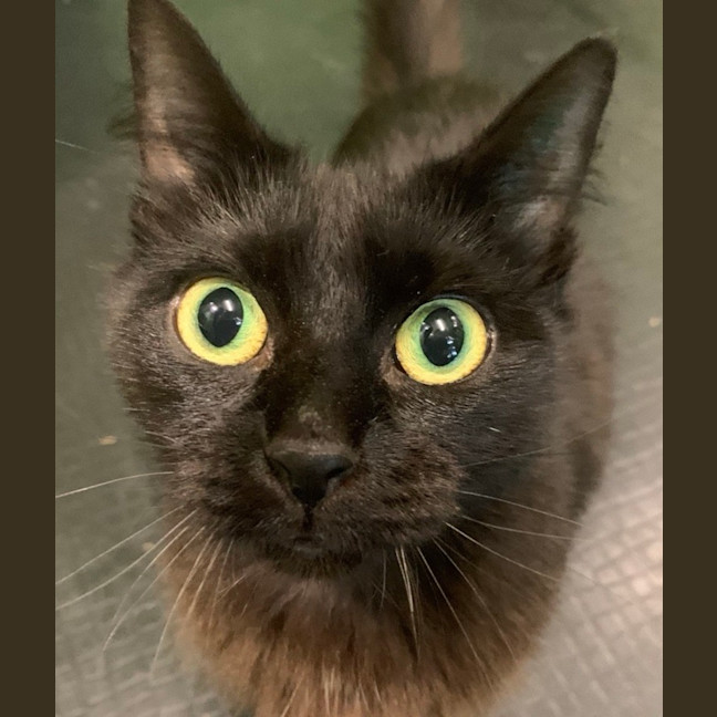 Photo of Jinx