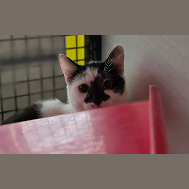 Photo of Chomps