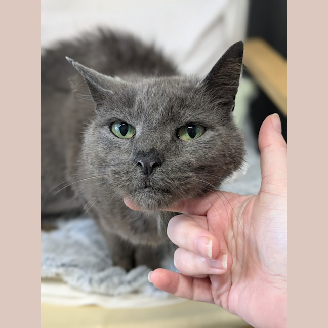 Photo of 🌼 Esmerelda 5696 🌼