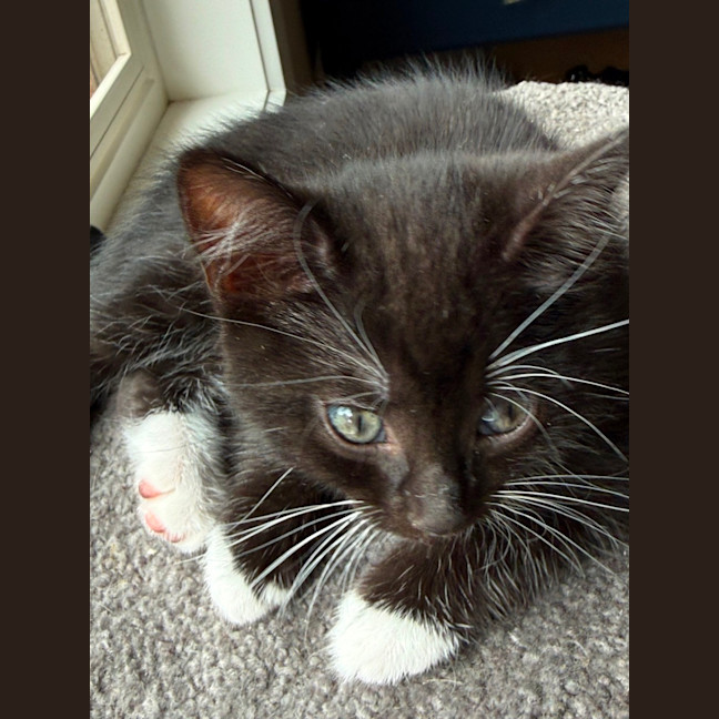 Photo of Fauna Meet Me At Petstock Chelsea