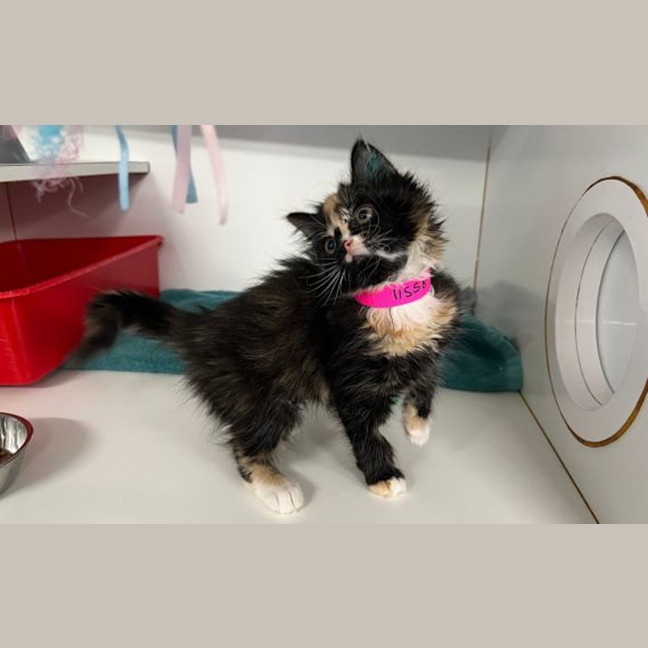 Photo of Maisy