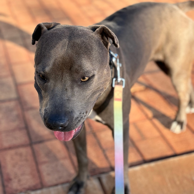 Photo of Asha