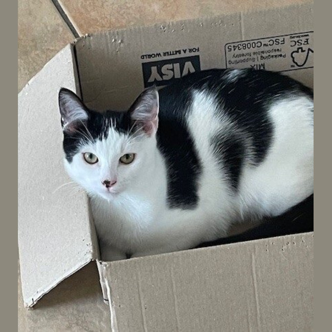 Photo of Squig (Was Oreo)