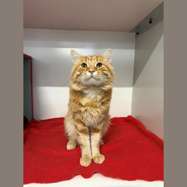 Photo of Armani Bulleau