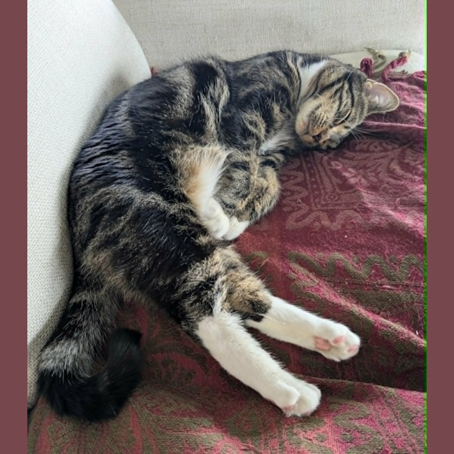 Photo of Hugo *9 Lives Project Rescue*