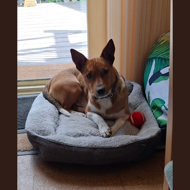 Photo of Scout (Was Mr Fox With The Socks)