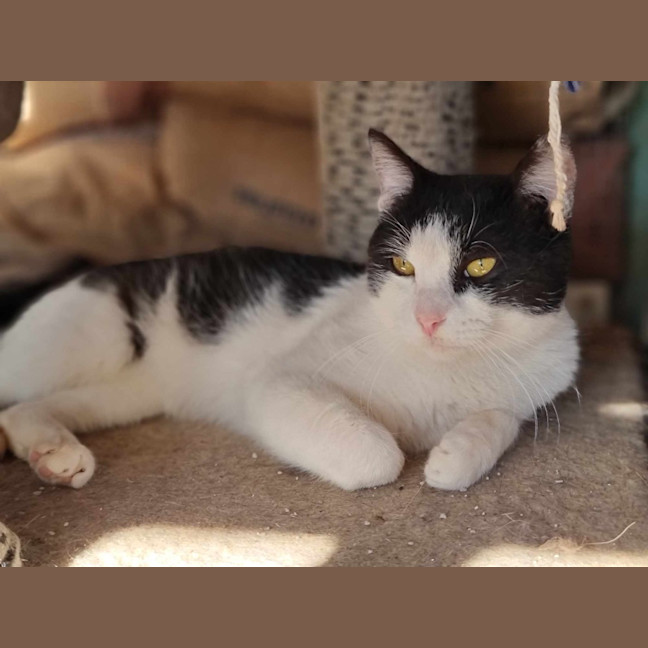 Photo of Sylvester