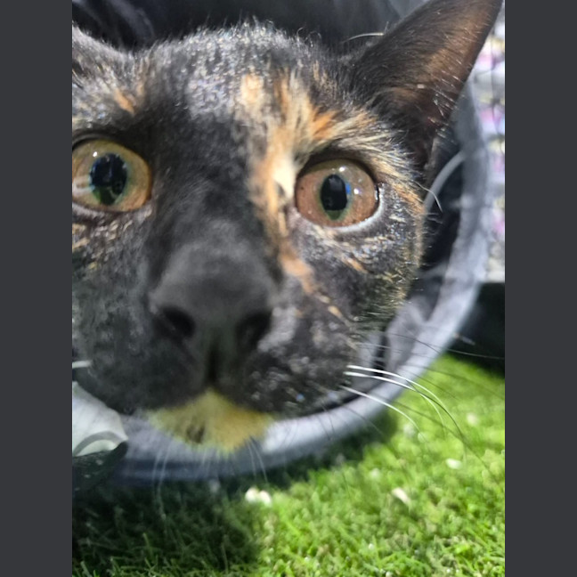 Photo of Ember
