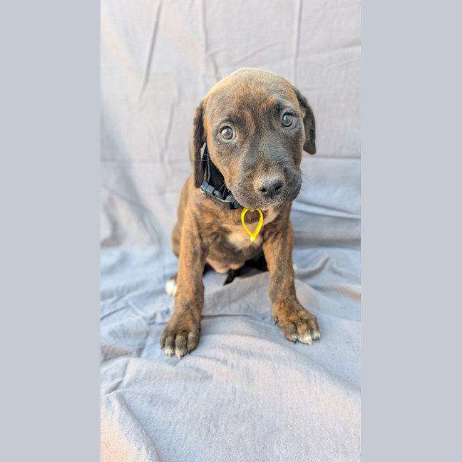 Photo of Cora