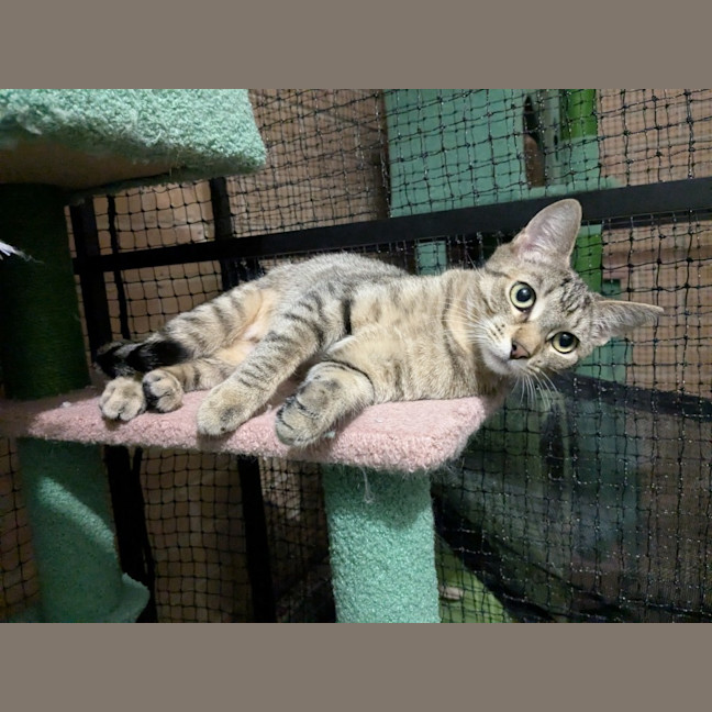 Photo of Maple 