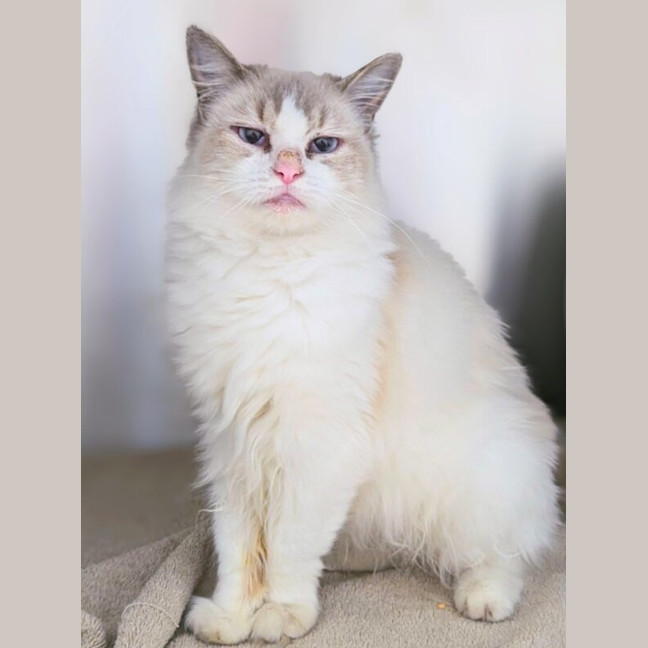 Photo of Tippy