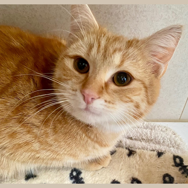 Photo of Geegee King