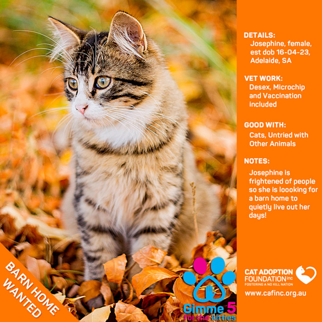 Photo of Josephine Barn Kitty Adoption Fee Waived!