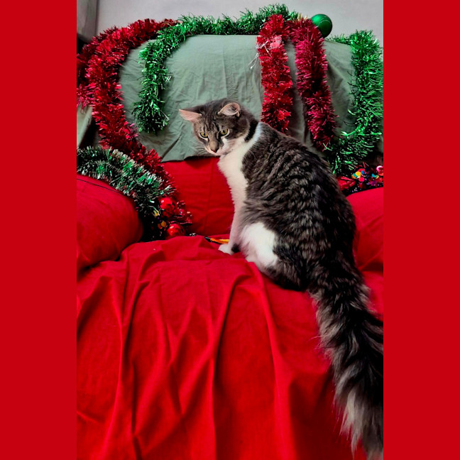 Photo of Gandalf (9084)