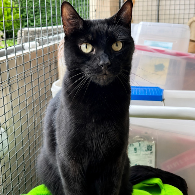 Photo of Binx