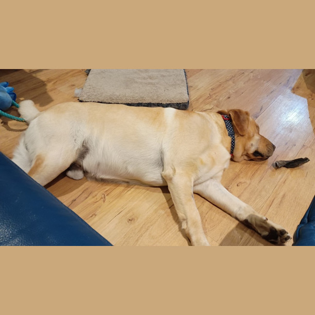 Photo of Benji
