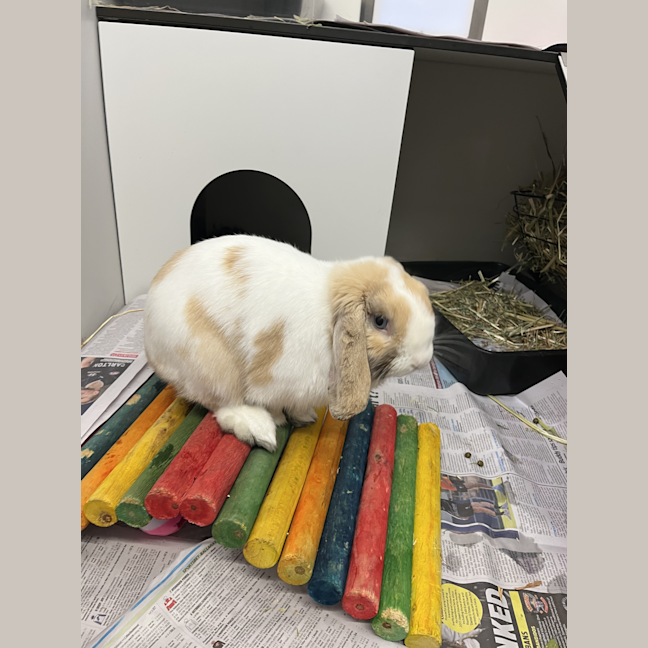 Photo of Hudson Junior