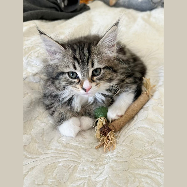 Photo of Alister   Located In Lower Plenty